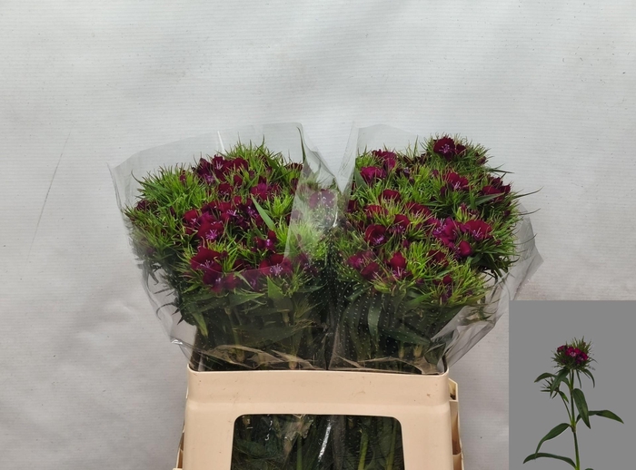 <h4>DI BARB SWEET WILL PURPLE</h4>