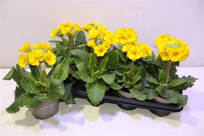 <h4>Prim Elatior Yellow</h4>