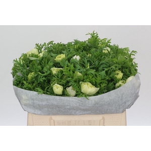 Anemone Levante White