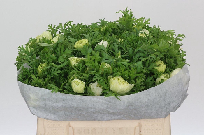 <h4>Anemone Levante White</h4>