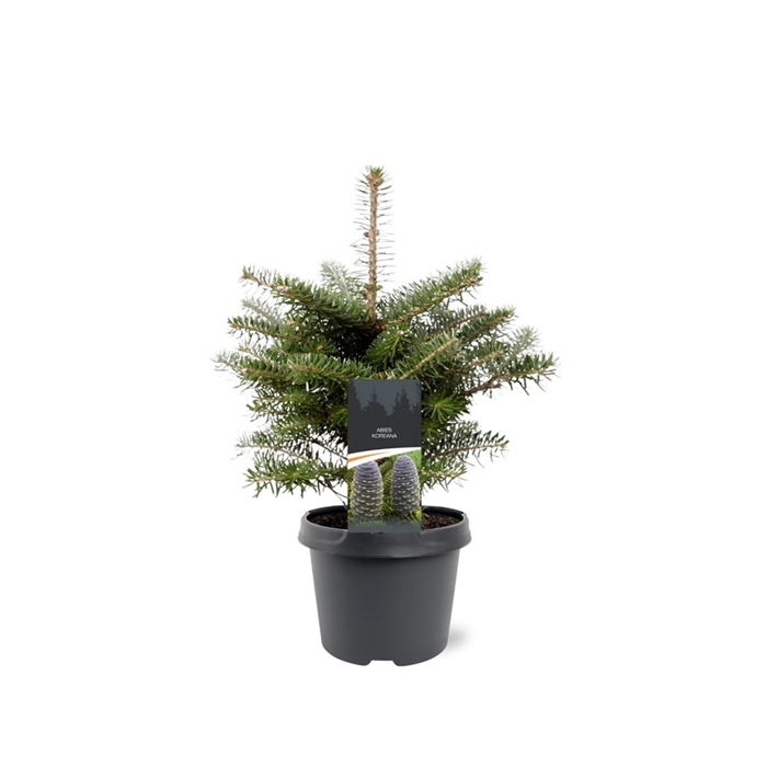 <h4>Abies koreana</h4>