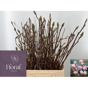 MAGNOLIA GRANDIFLORA