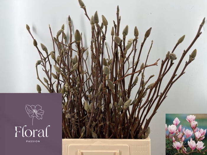 <h4>MAGNOLIA GRANDIFLORA</h4>