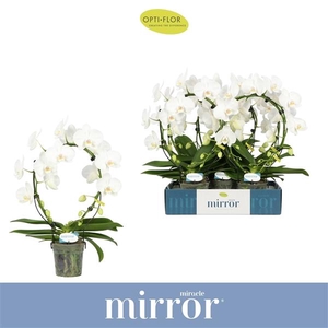 Phalaenopsis overig wit
