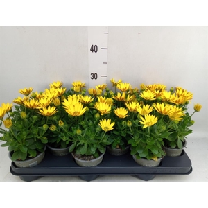 Osteospermum  'Senorita Solana'