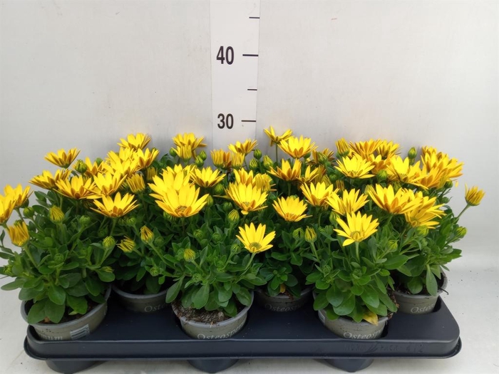 <h4>Osteospermum 'Senorita Solana'</h4>