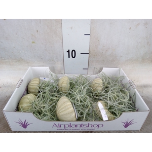 Tillandsia usneoides