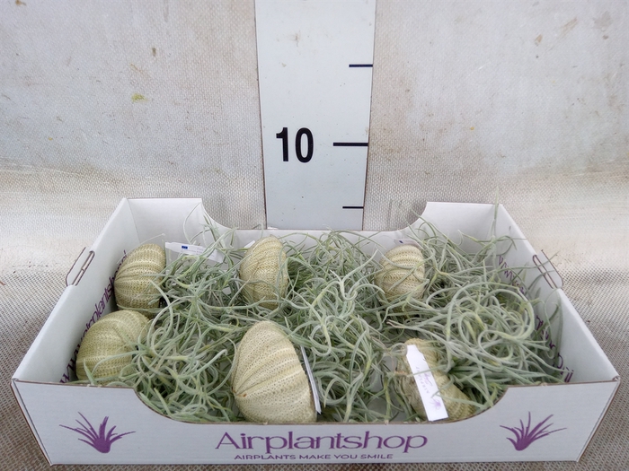 <h4>Tillandsia usneoides</h4>