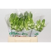 Ornithogalum thyrsoides Milky Way