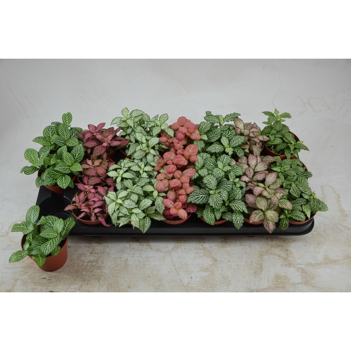 <h4>Fittonia mix 8,5Ø 12cm</h4>