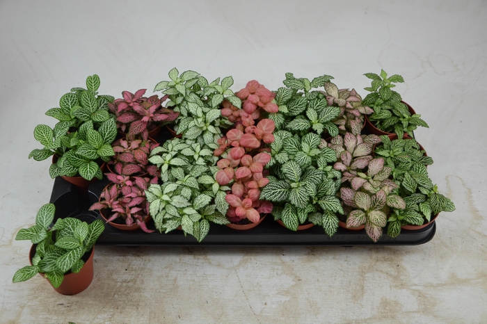 Fittonia mix 8,5Ø 12cm
