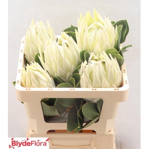 PROTEA CYNAROIDES
