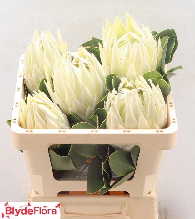 <h4>PROTEA CYNAROIDES</h4>