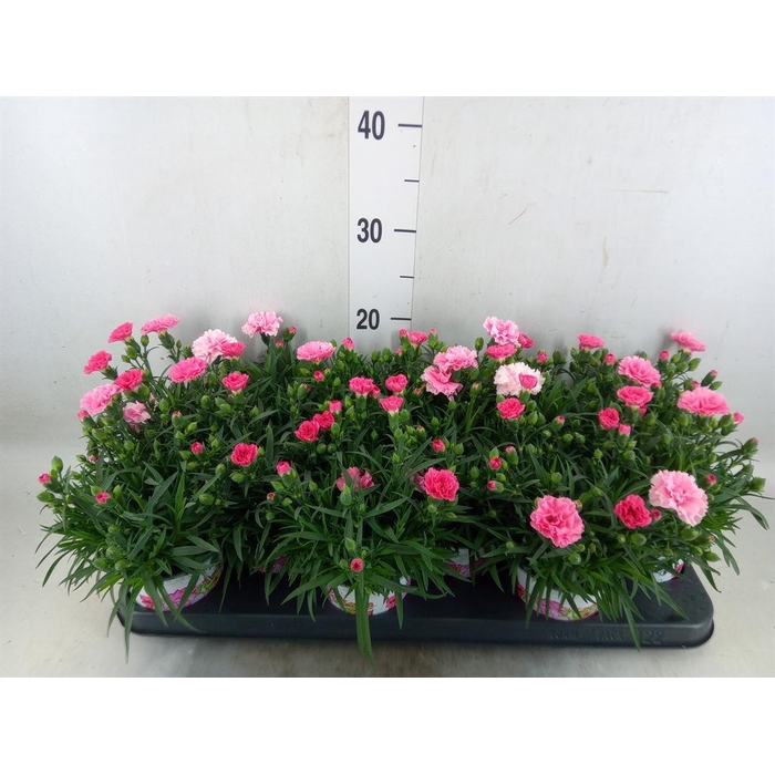 <h4>Dianthus  'I Love U'</h4>