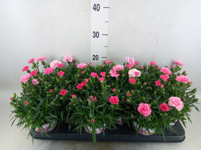 <h4>Dianthus  'I Love U'</h4>