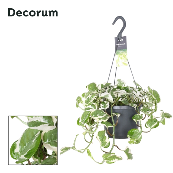 <h4>Epipremnum aureum N'Joy</h4>