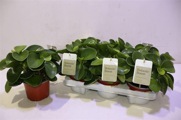 <h4>arr8 Pep Obt Green Gold</h4>