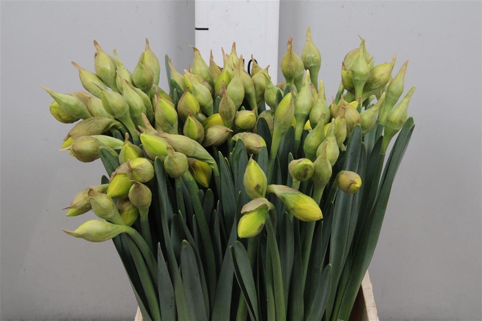 <h4>Narc Du Dick Wilden</h4>