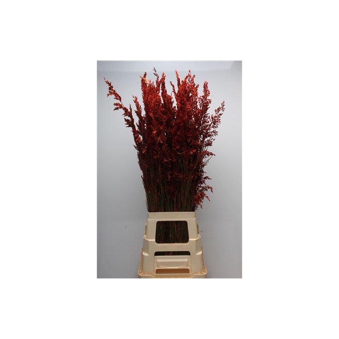 <h4>Kaaps Bell Reed Red</h4>