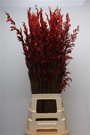 <h4>Kaaps Bell Reed Red</h4>