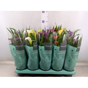 Zantedeschia   ...mix