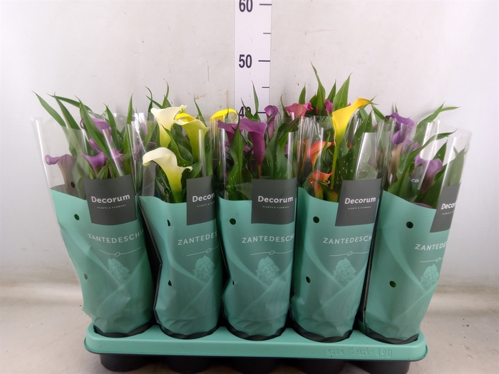 <h4>Zantedeschia   ...mix</h4>