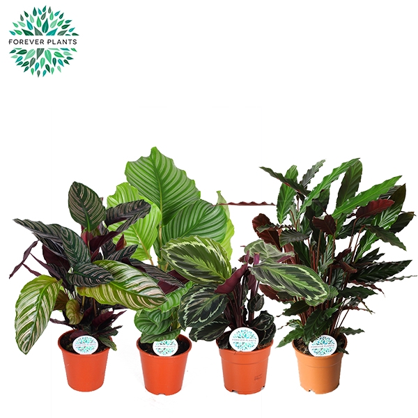 <h4>Calathea Gemengd</h4>