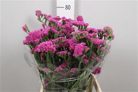 <h4>Lim S Raspberry Wings</h4>