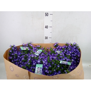 Campanula posch.