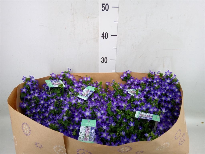 <h4>Campanula posch.</h4>