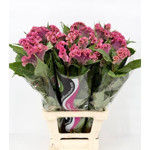 Celosia Cristata Pink