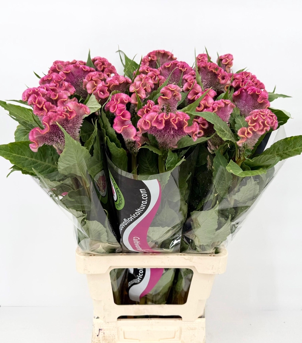 <h4>Celosia Cristata Pink</h4>