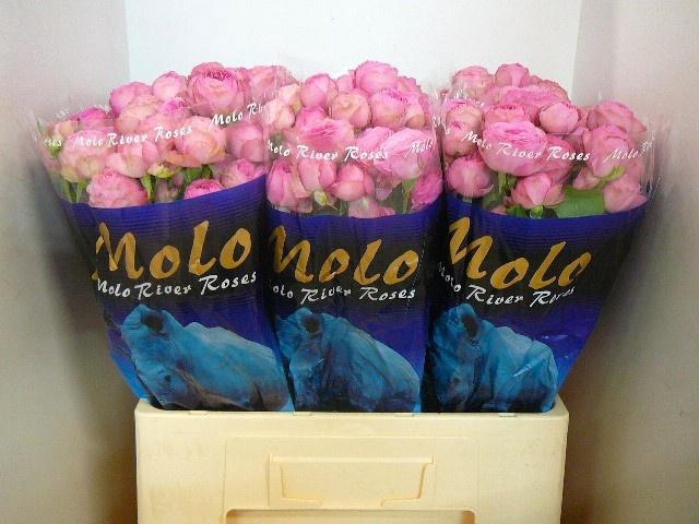 <h4>R TR GISELLE!</h4>