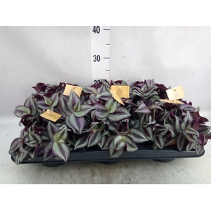 Tradescantia zebrina 'Purpusii'