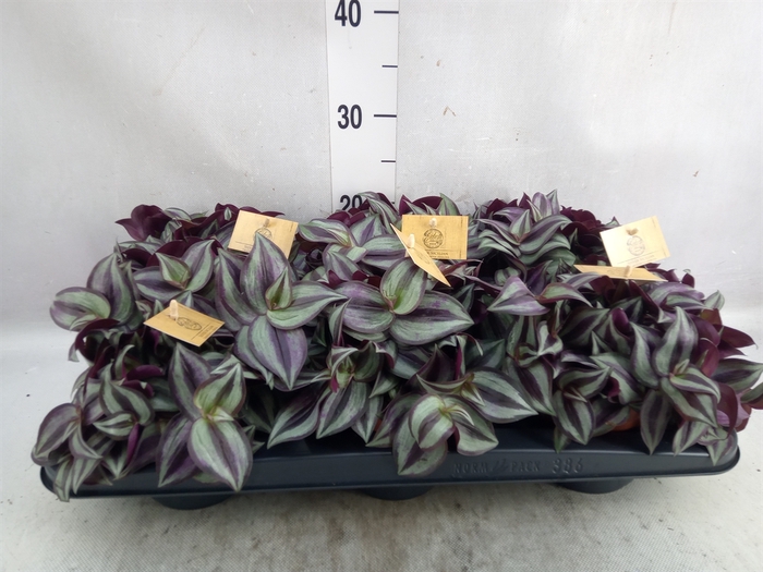 Tradescantia zebrina 'Purpusii'