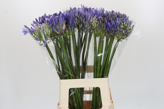 <h4>Agapanthus Blue Heaven</h4>