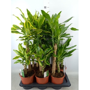 Dracaena frag.   ...mix 3
