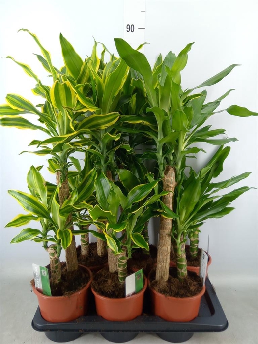 <h4>Dracaena frag.   ...mix 3</h4>