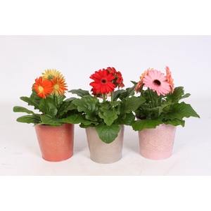 Gerbera belicht 2+ in zink pot in romance zink 3 ass.