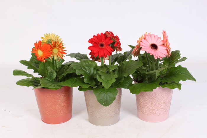 <h4>Gerbera belicht 2+ in zink pot in romance zink 3 ass.</h4>