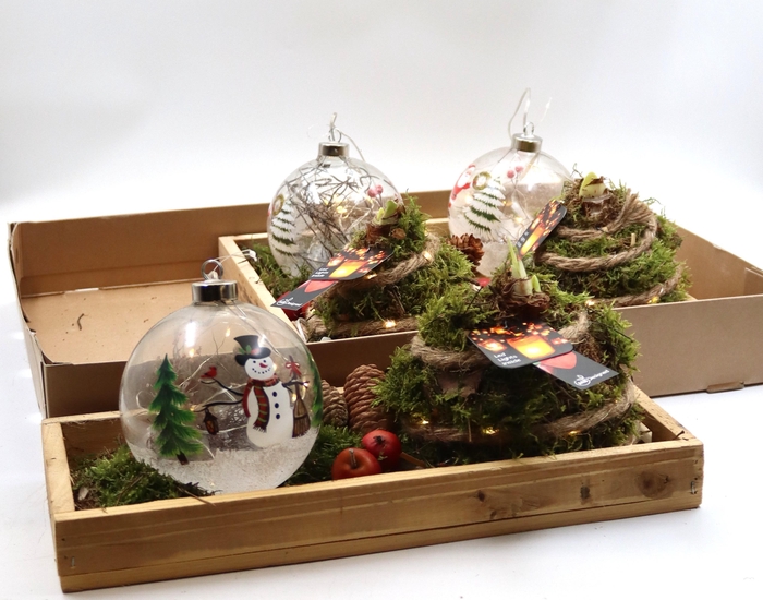 <h4>Arr Hippeastrum</h4>