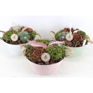 arr4 Semp PL - Zink colour mix