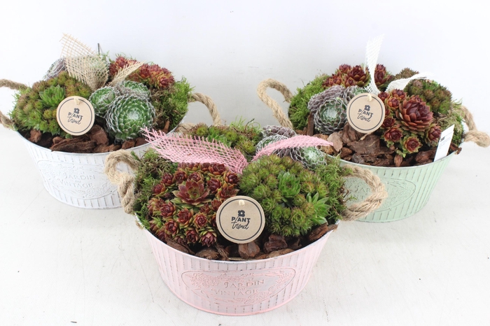 <h4>arr4 Semp PL - Zink colour mix</h4>