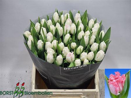 <h4>Tu Fr Neglige</h4>