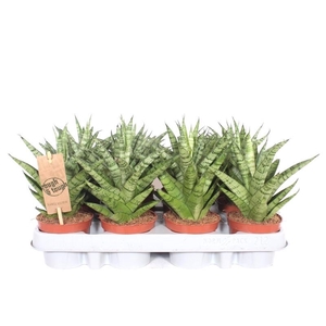 Sansevieria Tough Lady