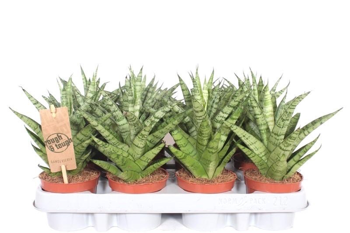 <h4>Sansevieria Tough Lady</h4>