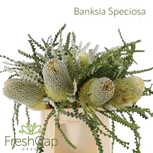 Banksia Speciosa