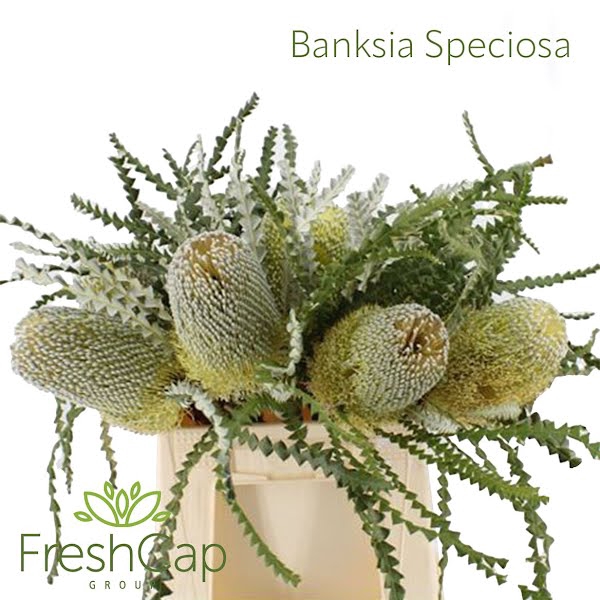 <h4>Banksia Speciosa</h4>