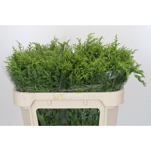 Solidago Golden Glory