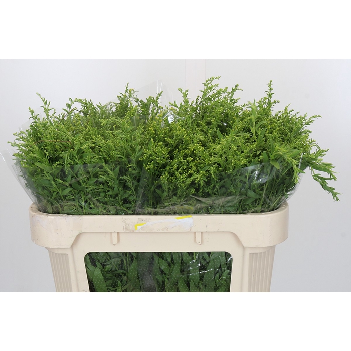 <h4>Solidago Golden Glory</h4>
